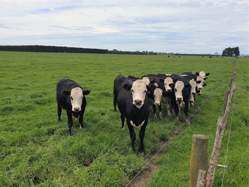 0 Pukehou Road, Manunui, Taumarunui - Carousel 2