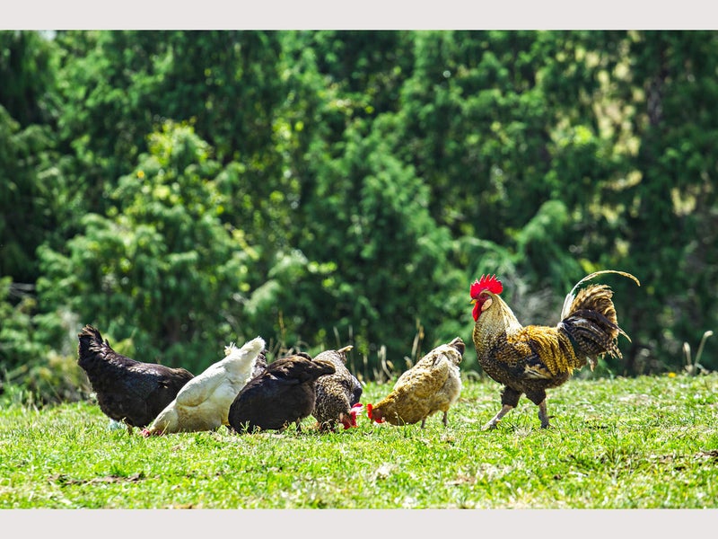 921 Ngakoroa Road, Ormond - Carousel 33