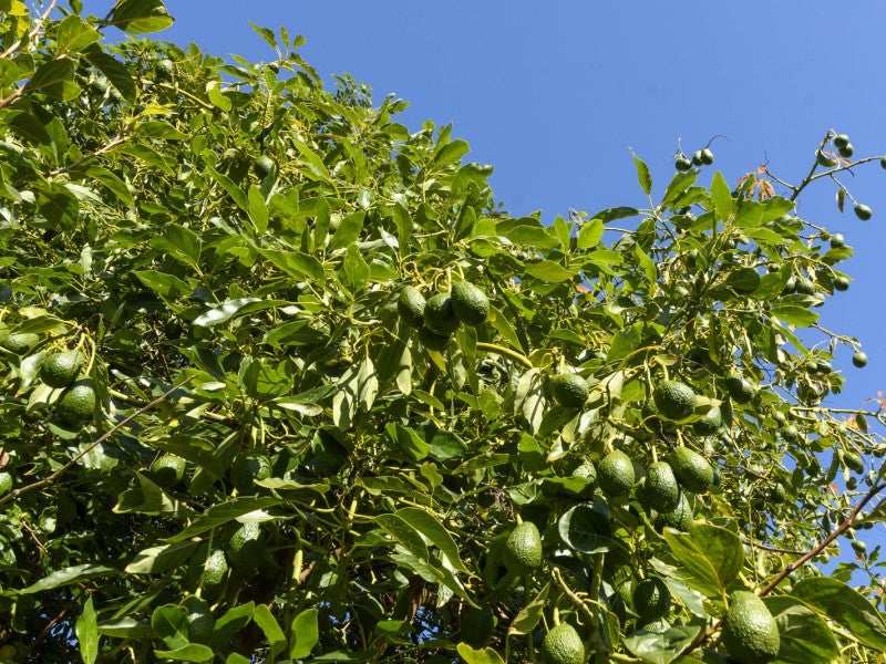 56 Tutauanui Crescent, Maungatapu, Tauranga - Carousel 21