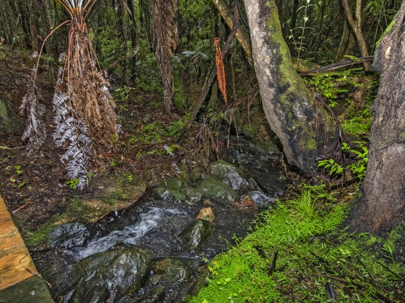 14 Takahe Street, Tikipunga, Whangarei - Carousel 21