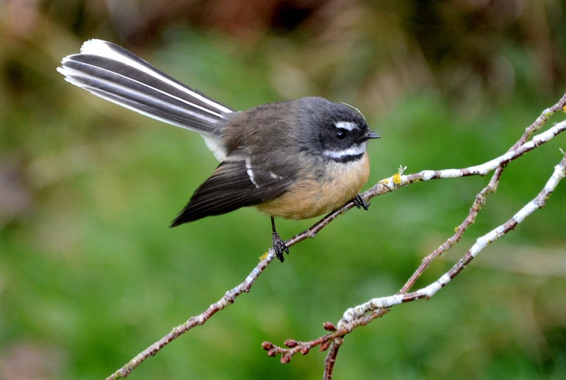 57 Norwood Street, Normanby, Dunedin - Carousel 21