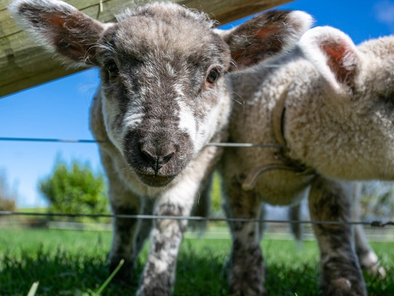 184 Parklands Road, Te Awamutu - Carousel 21