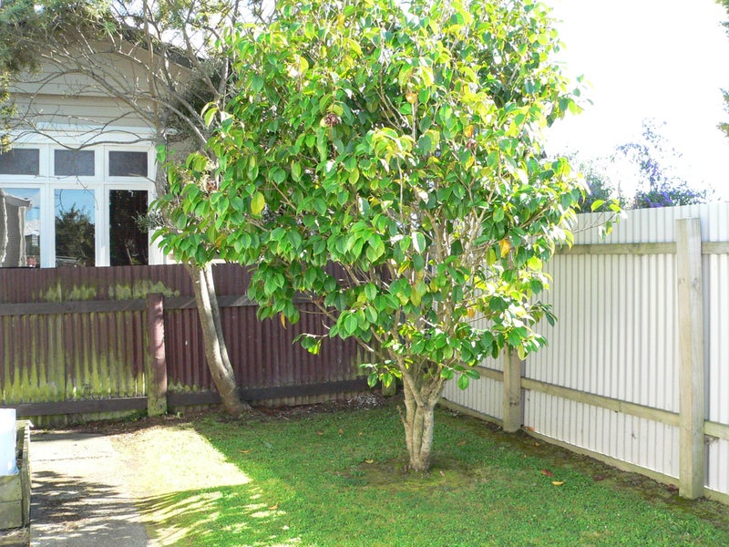 61 Bryant Street, Takaro, Palmerston North - Carousel 7