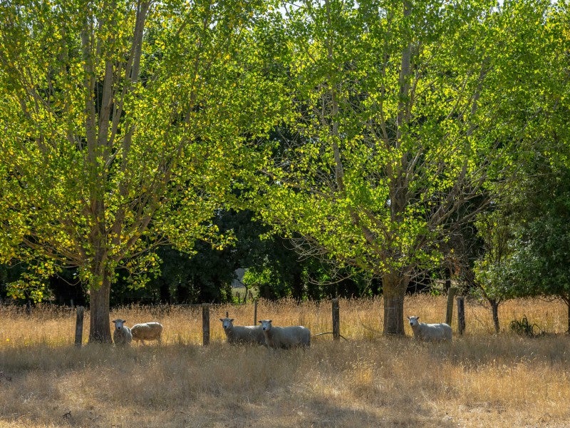 692 State Highway 2, Masterton - Carousel 1