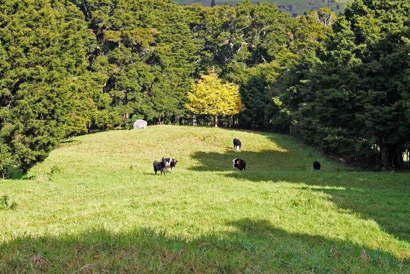 13A Newton Road, Whangarei - Carousel 2