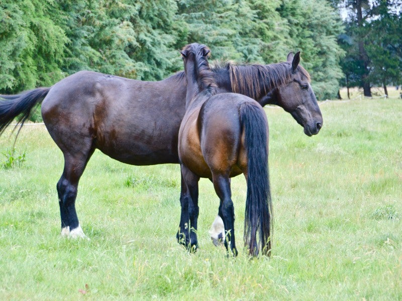 2716 South Eyre Road, Eyrewell Forest, West Eyreton - Carousel 18