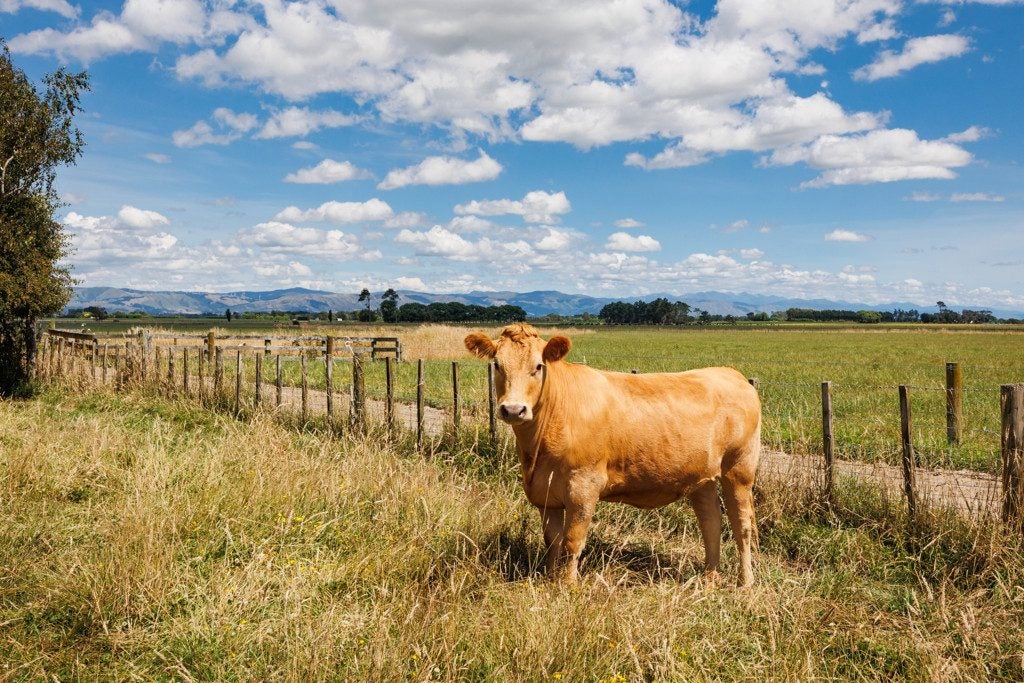 1019 Rangitikei Line, Newbury, Feilding - Carousel 32