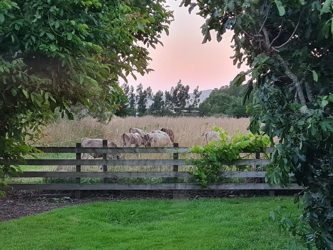 49 Oxford Street, Martinborough, South Wairarapa, Wellington - Carousel 32