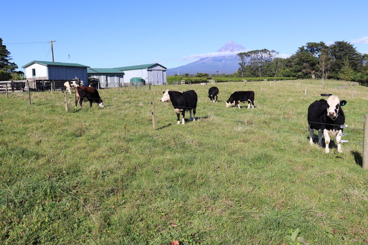 174 Bedford Road North, Kaimiro, Kaimiro - Carousel 2