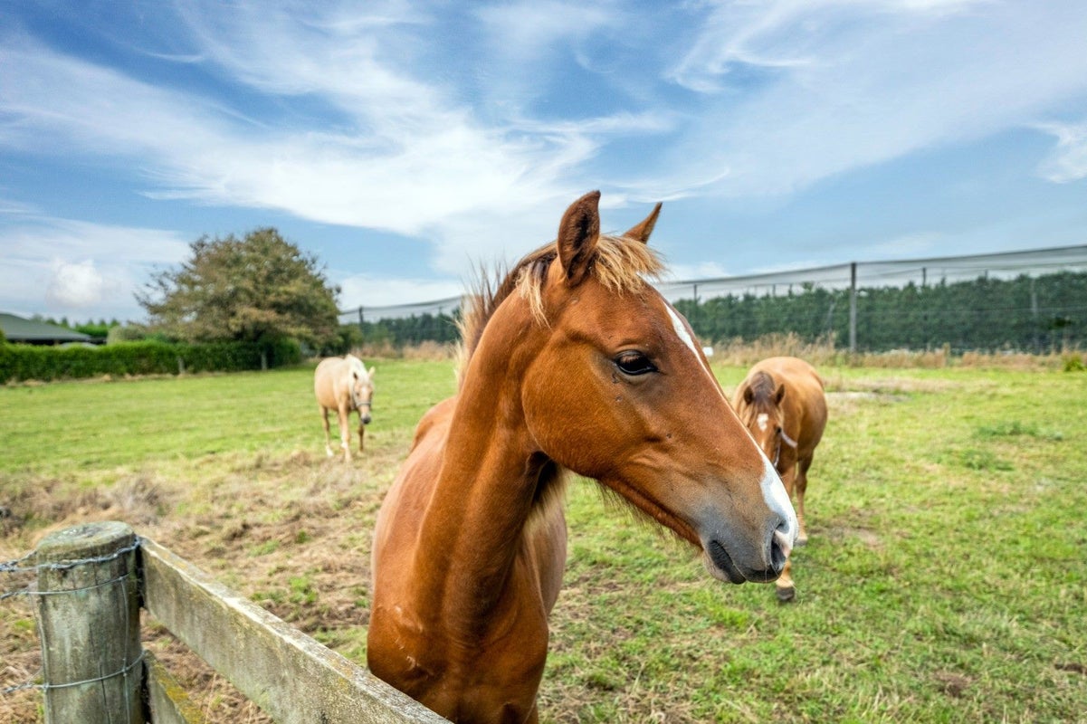 193 Kerrytown Road, Kerrytown - Carousel 19