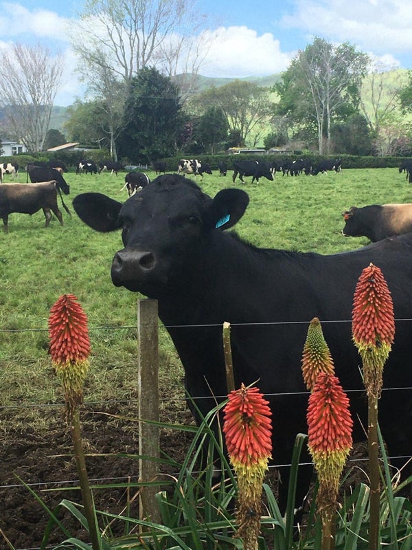 43 Cadman Road, Tirohia, Paeroa - Carousel 25