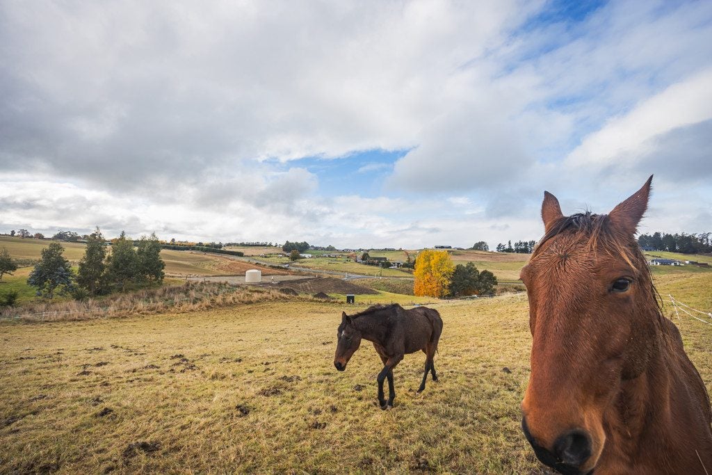 45 Pukeko Lane, Waiareka Junction, Oamaru - Carousel 12