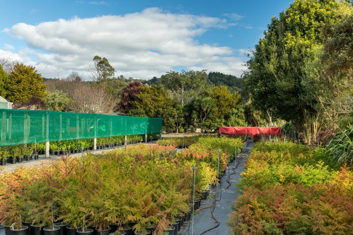 48 Loop Road, Minden, Tauranga - Carousel 33