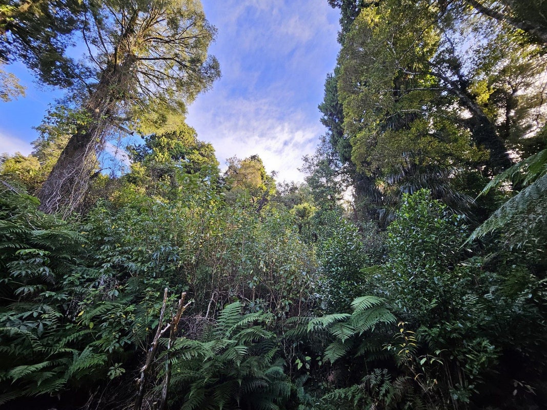 233 Taramakau Highway, Kumara - Carousel 29