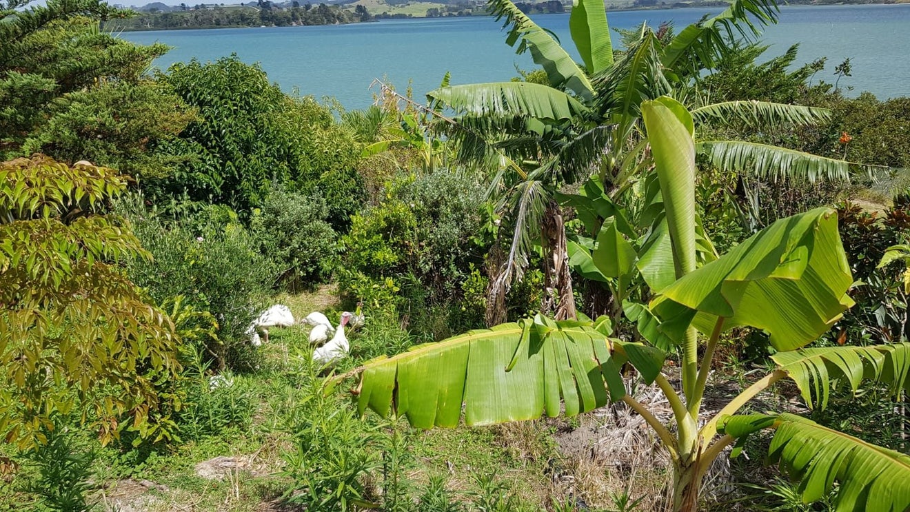 572A Pahi Road, Pahi, Paparoa - Carousel 2