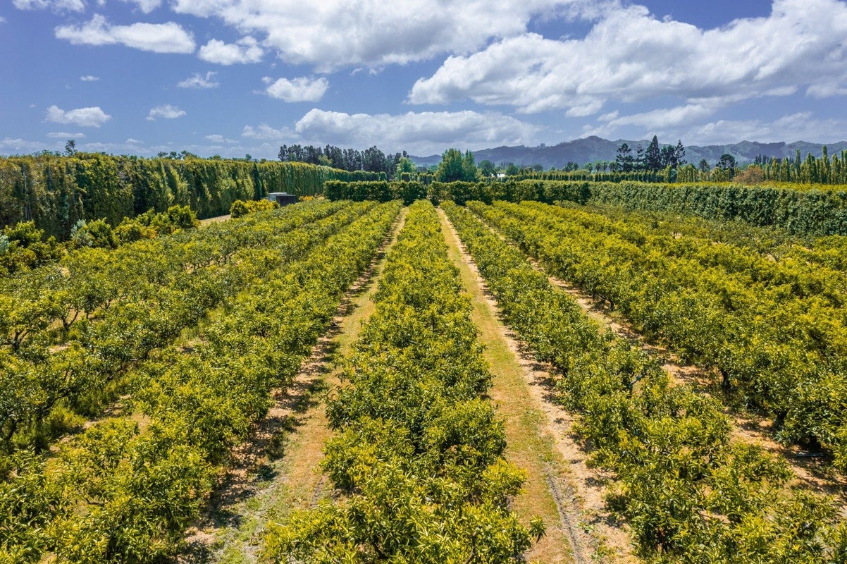 0 Kiwi Street, Makaraka, Gisborne - Carousel 17