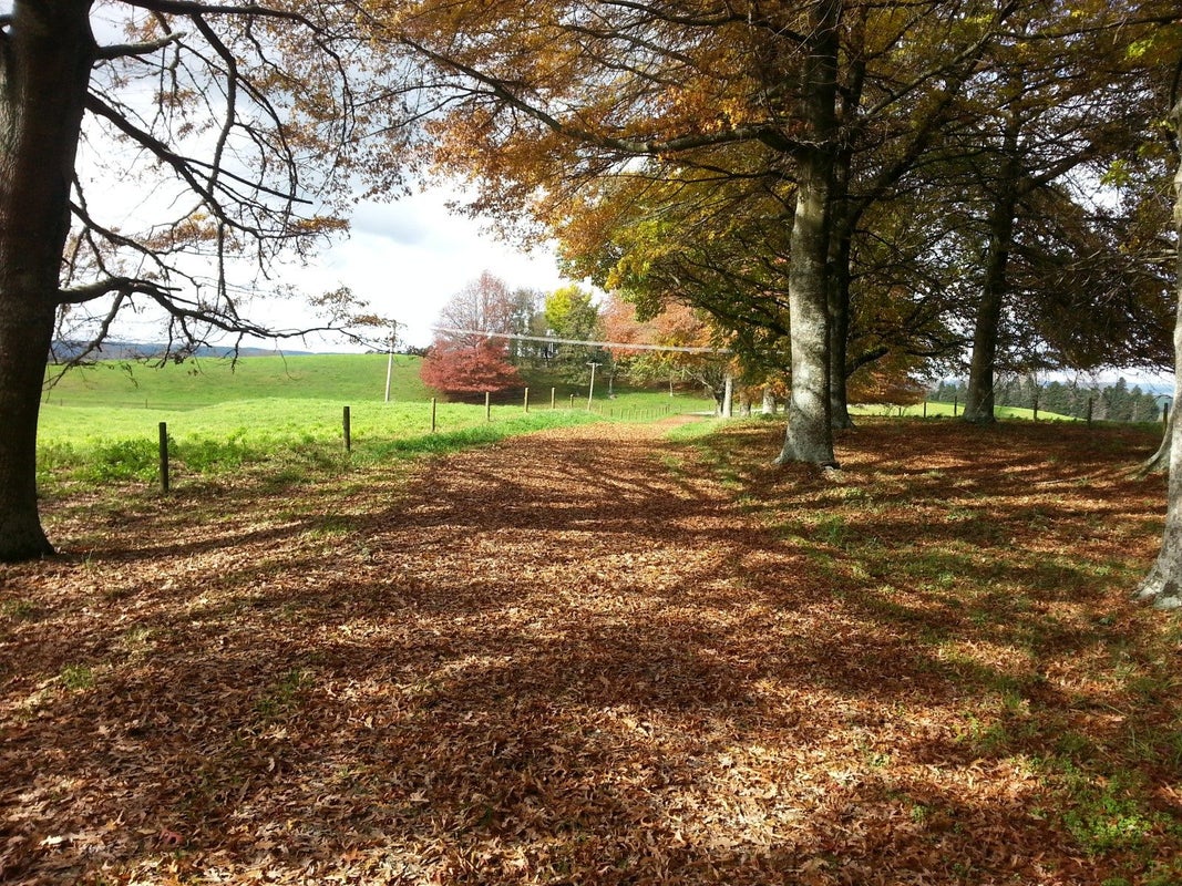 3553A State Highway 5, Reporoa - Carousel 29