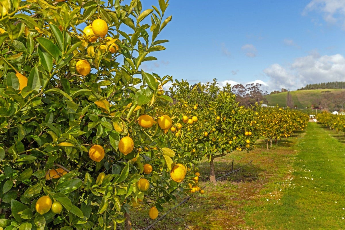 32 Patutahi Road, Gisborne - Carousel 2
