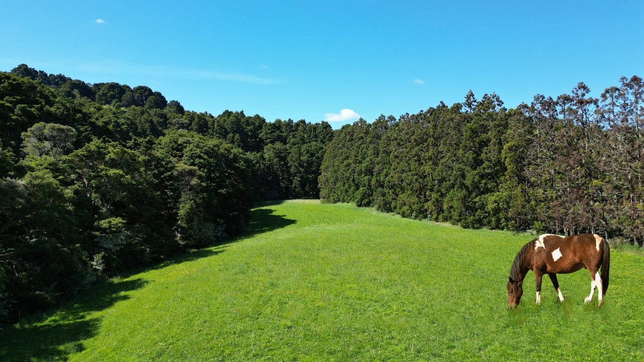 805 Whangaripo Valley Road, Whangaripo, Wellsford - Carousel 2