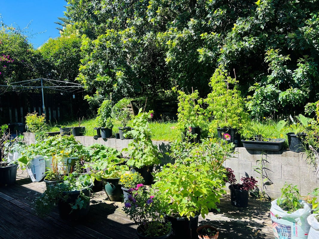66 Salamanca Road, Sunnynook, Auckland - Carousel 17