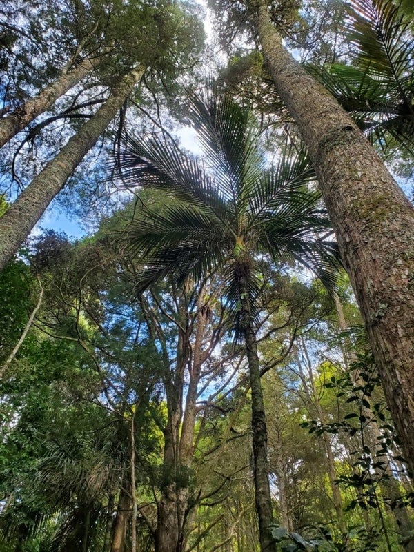46 Crossett Road, Whangarei - Carousel 33