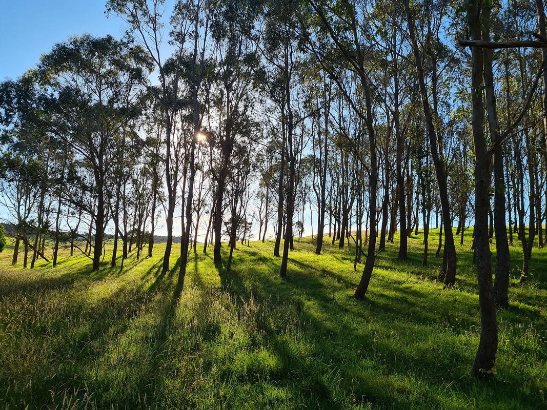 54 Hall Road, Matakohe - Carousel 17