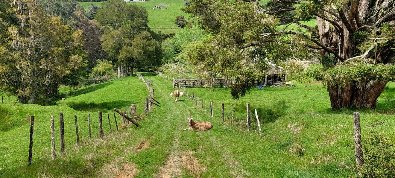 246 Te Tio Road, Umawera, Okaihau - Carousel 2