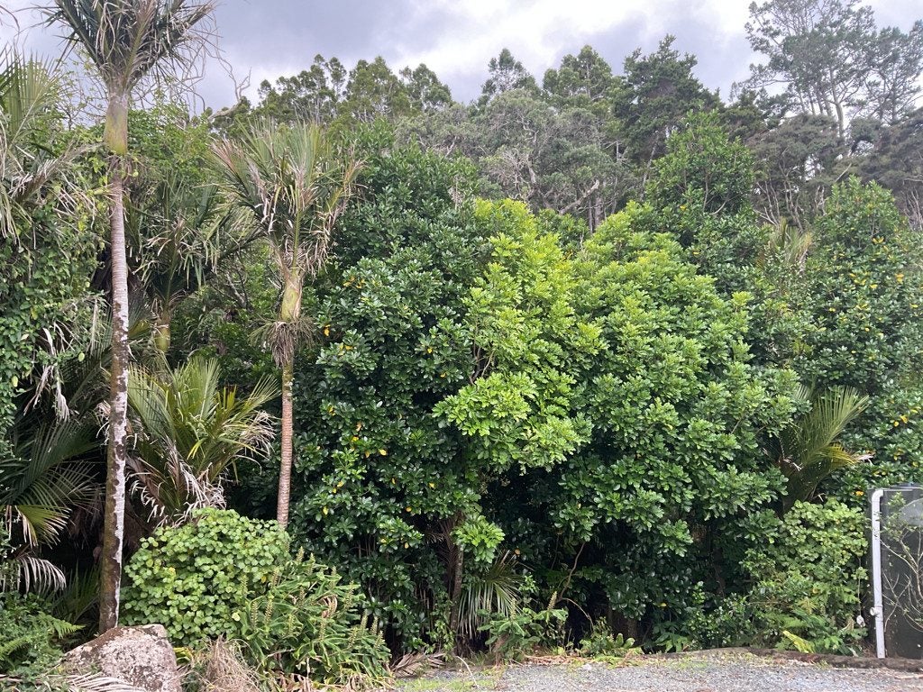 200 Ti Point Road, Warkworth - Carousel 32