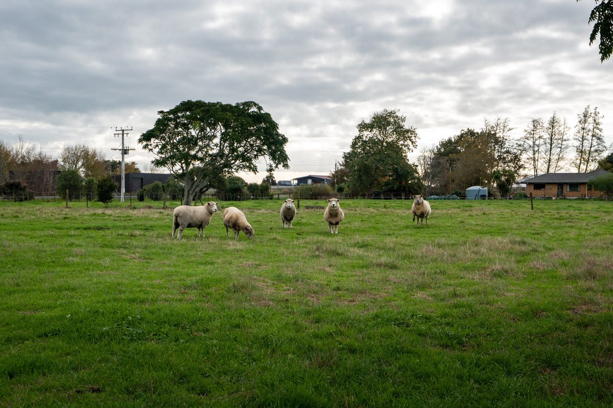 9 Herman Road, Rukuhia, Ohaupo - Carousel 23