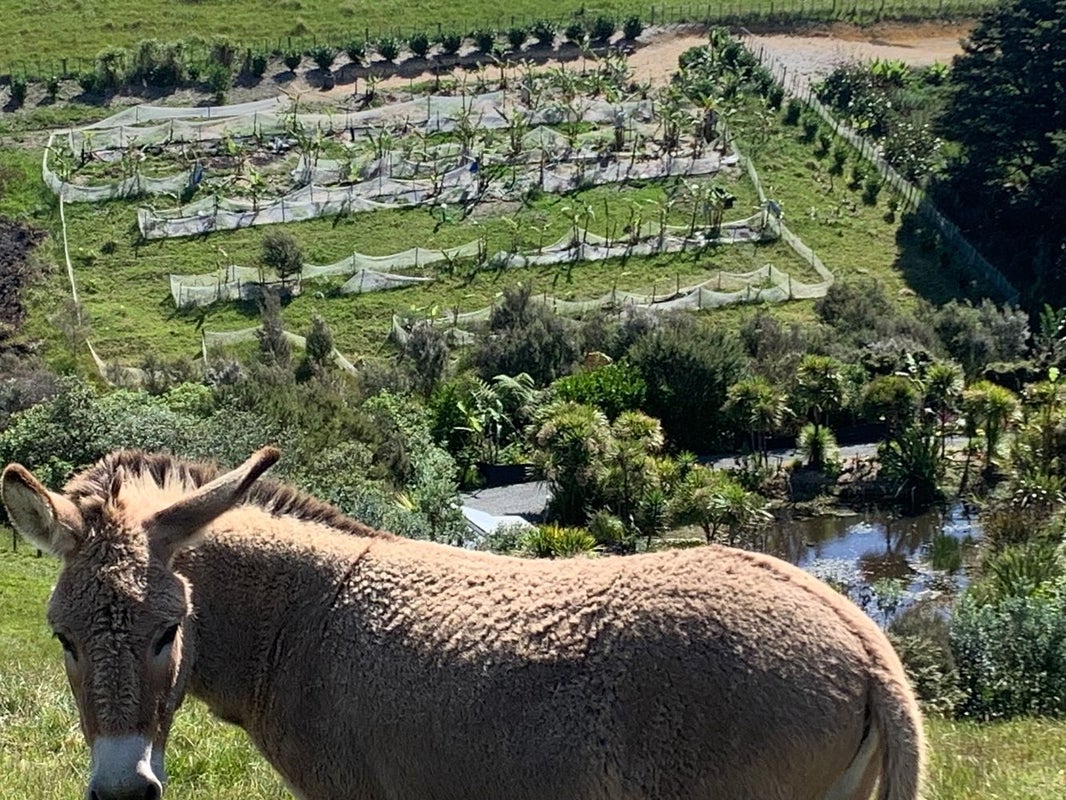 1665 Matapouri Road, Matapouri, Whangarei - Carousel 2