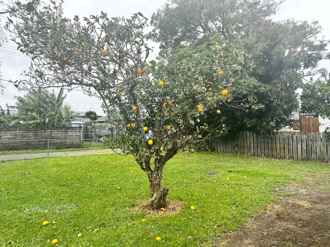 9 Cliff Lane, Waiuku - Carousel 13