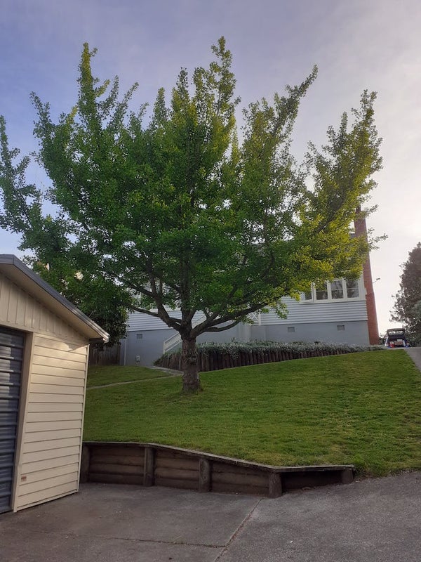 37 Plunket Terrace, Hamilton East, Hamilton - Carousel 2