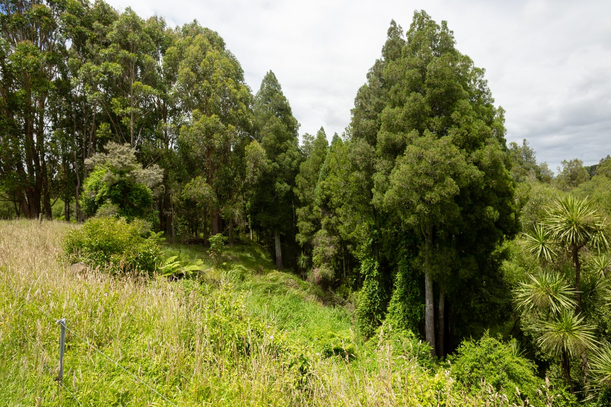 196A Collie Road, Te Kowhai - Carousel 20