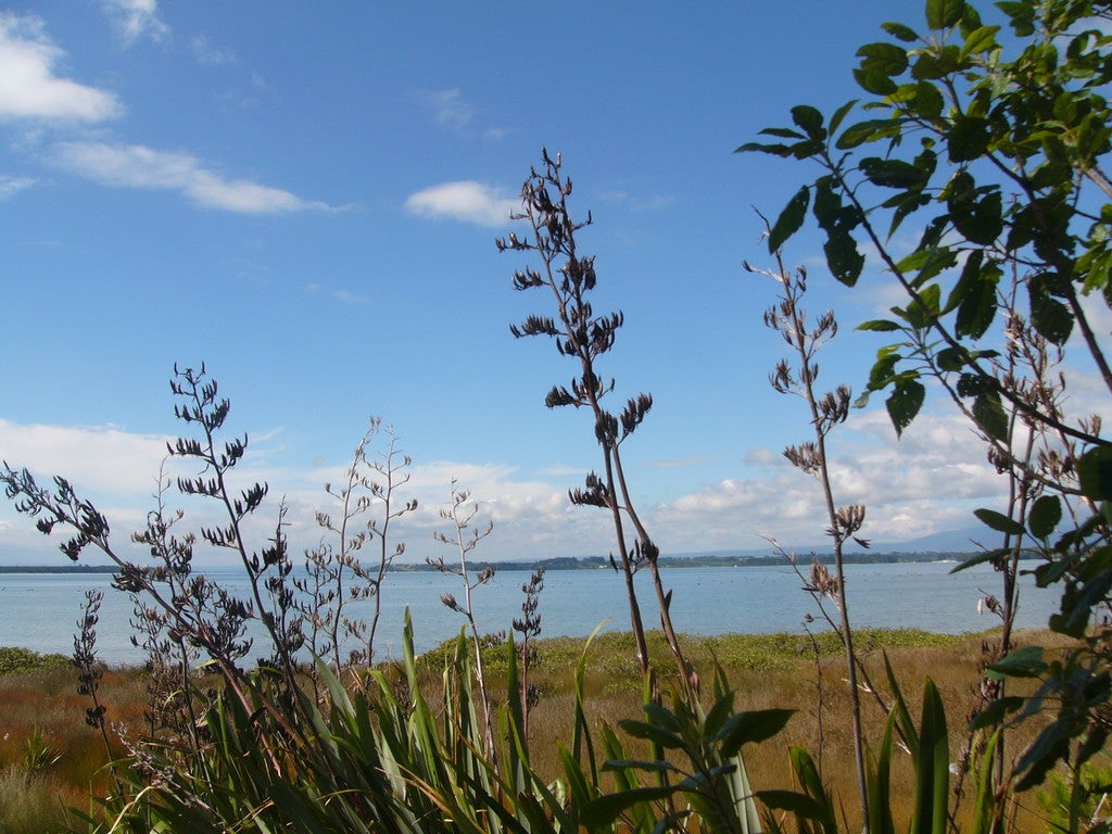 87 Athenree Road, Katikati - Carousel 20