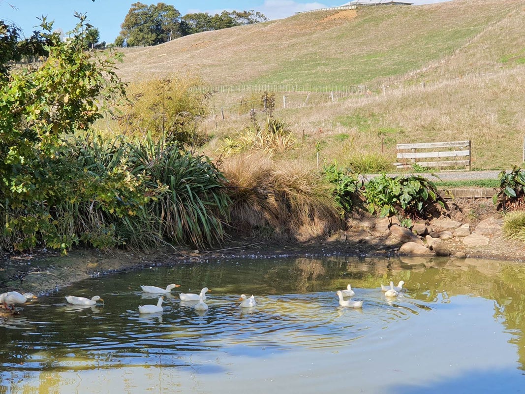 1239 Miranda Road, Pokeno - Carousel 2