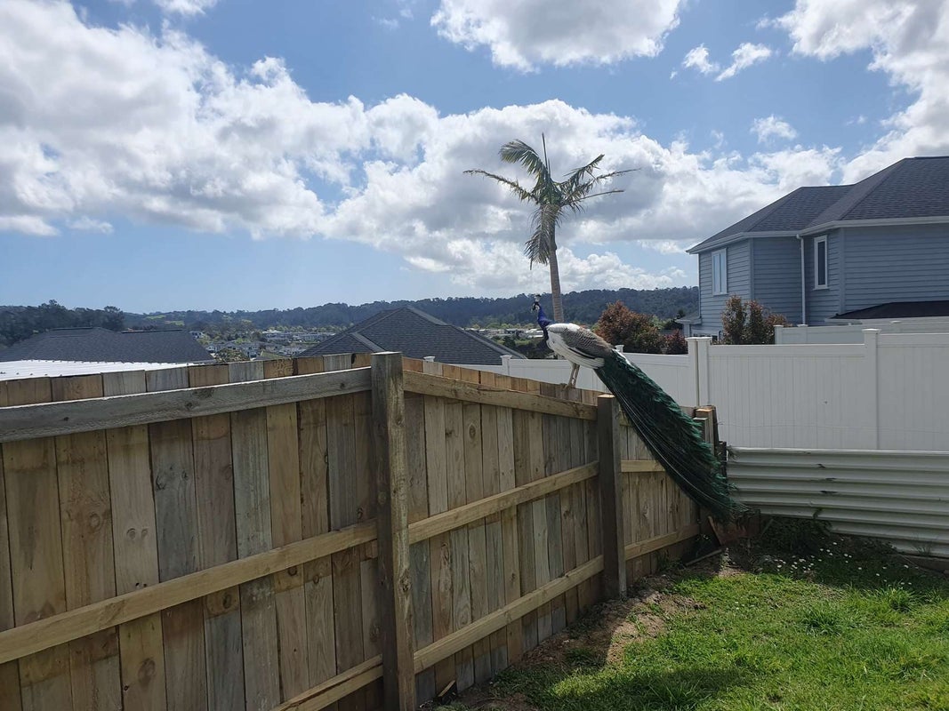 3 Wallace Road, Ranui, Auckland - Carousel 25