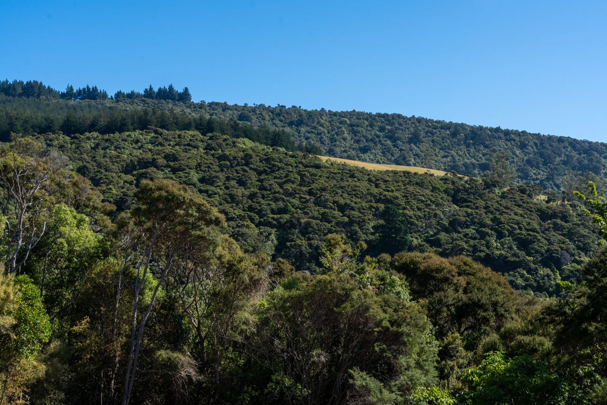 16 Rowland Street, Osborne, Port Chalmers - Carousel 23
