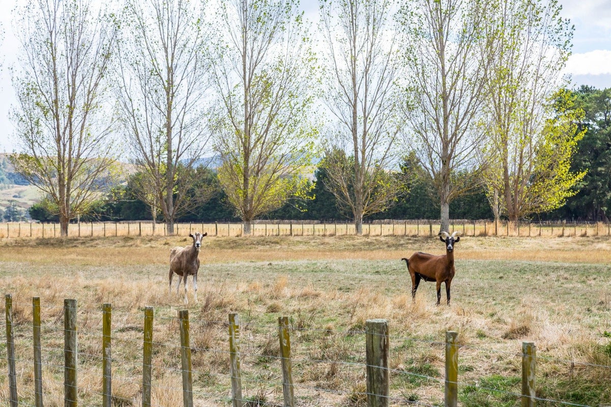 85 Budd Road, Upper Plain, Masterton - Carousel 11