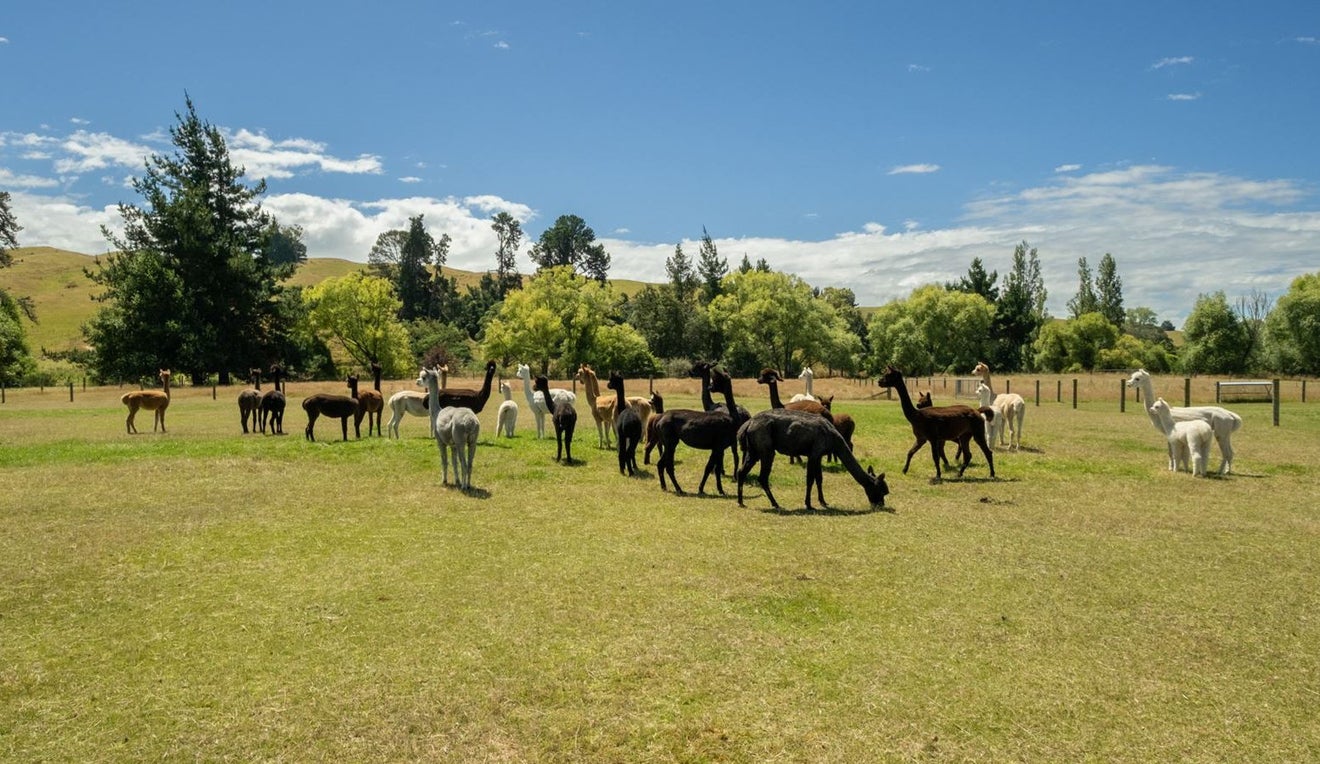 376 Neudorf Road, Upper Moutere - Carousel 2