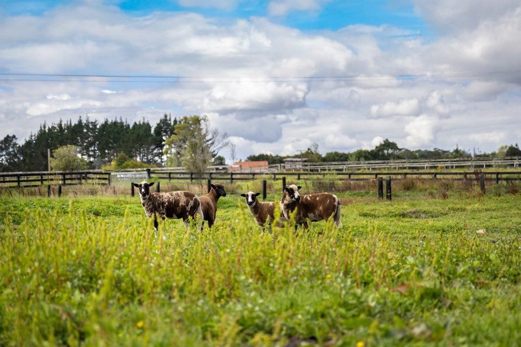 17 Course Lane, Sanson, Sanson - Carousel 14