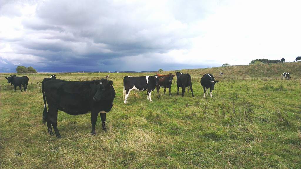 0 State Highway 1, Himatangi, Foxton - Carousel 11