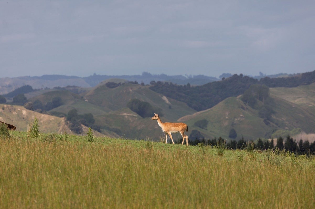 238 Roberts Avenue, Aramoho, Whanganui - Carousel 2