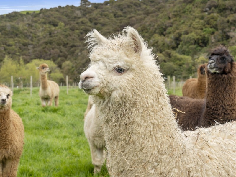 438 Whitemans Valley Road, Whitemans Valley, Upper Hutt - Carousel 26