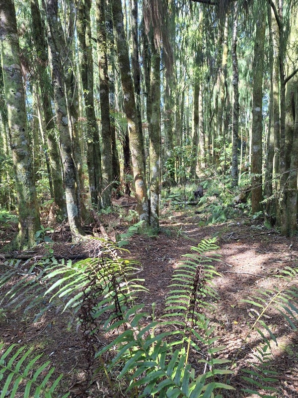 364 Virgin Flat Road, Cape Foulwind, Buller, West Coast - Carousel 2