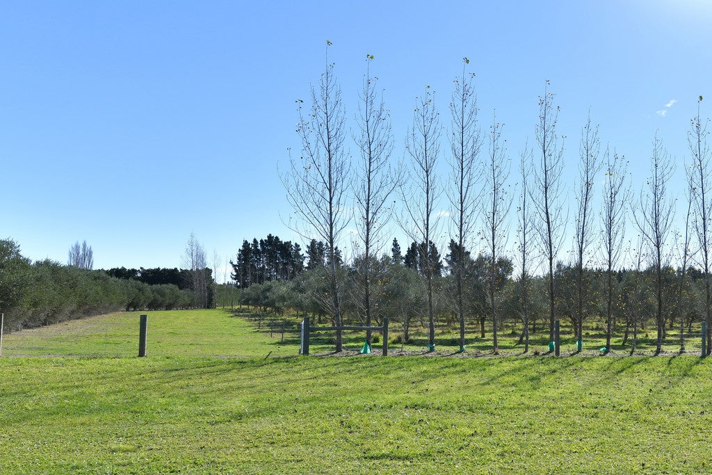 1181 Two Chain Road, Swannanoa, Rangiora - Carousel 26