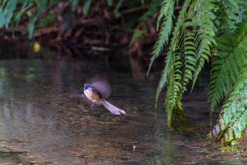 32 Icarus Place, Sunnybrook, Rotorua - Carousel 23