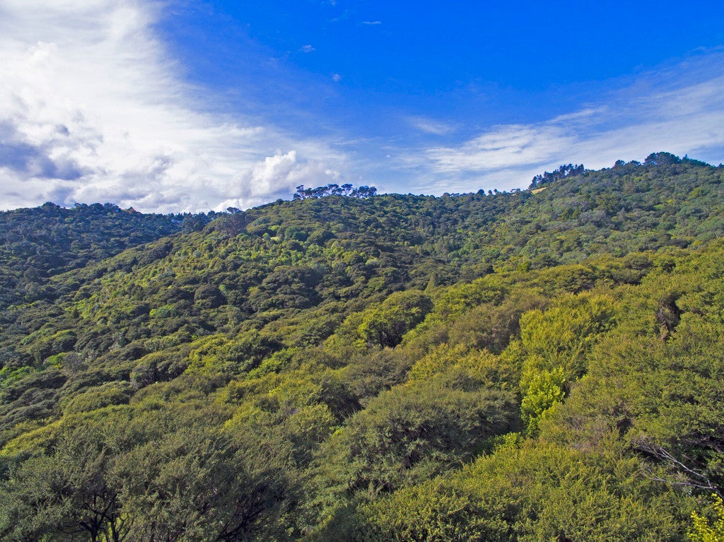 20 Scotts Terrace, Onetangi, Waiheke Island - Carousel 4