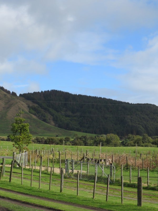 95 Lane Road, Nuhaka - Carousel 14