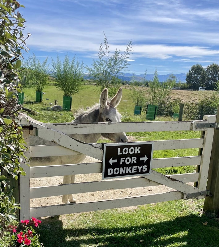 805 Opihi Road, Totara Valley - Carousel 37