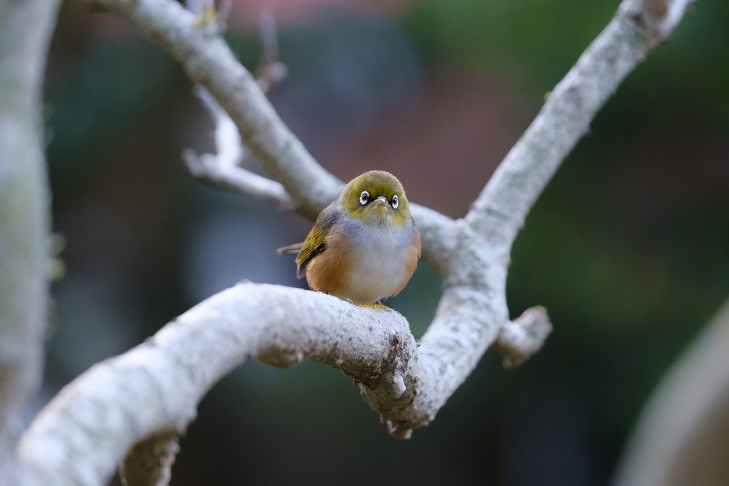 5 Easdale Street, Kelburn, Wellington - Carousel 19